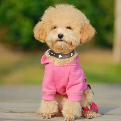 Collier Chien Cuir | Clouté (14 - 42cm) - Joli Doggy