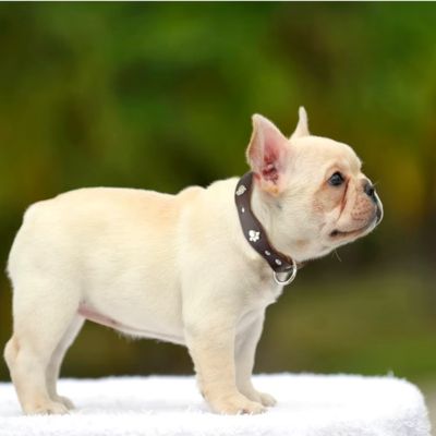 Collier Chien Cuir | Clouté (14 - 42cm) - Joli Doggy