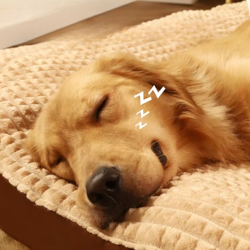 Couchage pour Chien Roxyâą - Joli Doggy