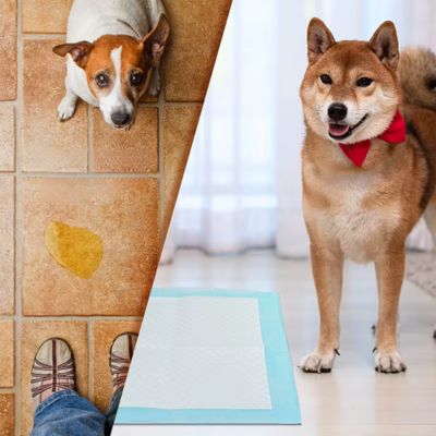 TAPIS ABSORBANT CHIEN | Chipie™ - Joli Doggy