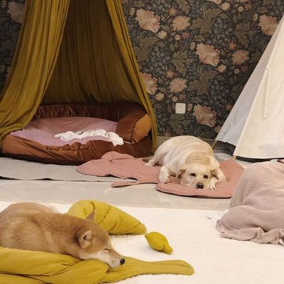 Tapis pour Chien Rafraichissant | Ulysse™ - Joli Doggy