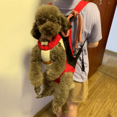 CHIEN SAC A DOS - Minimaliste - Joli Doggy