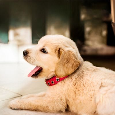Collier Chien | A trou (26 - 57cm) - Joli Doggy