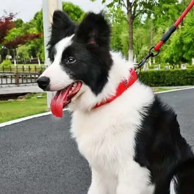 Collier Chien | A trou (26 - 57cm) - Joli Doggy