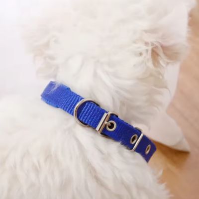 Collier Chien | A trou (26 - 57cm) - Joli Doggy