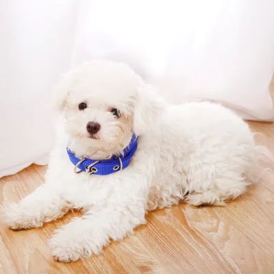 Collier Chien | A trou (26 - 57cm) - Joli Doggy