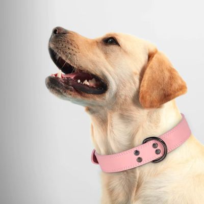 Collier Chien Cuir | Classique (25 - 53cm) - Joli Doggy