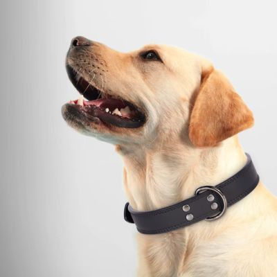 Collier Chien Cuir | Classique (25 - 53cm) - Joli Doggy