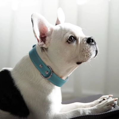 Collier Chien Cuir | Classique (25 - 53cm) - Joli Doggy