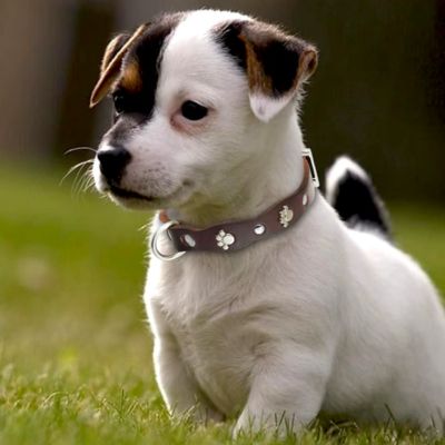 Collier Chien Cuir | Clouté (14 - 42cm) - Joli Doggy