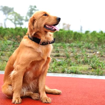 Collier Chien | Double Trou (37 - 65cm) - Joli Doggy