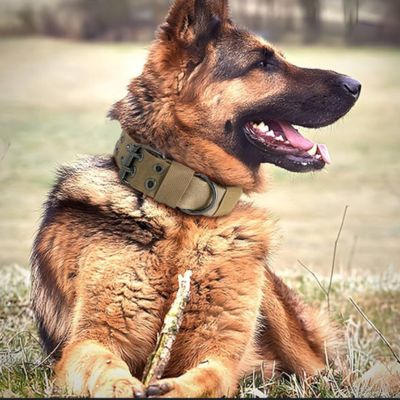 Collier Chien | Double Trou (37 - 65cm) - Joli Doggy