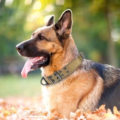Collier Chien | Double Trou (37 - 65cm) - Joli Doggy