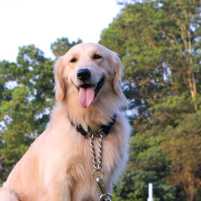 Collier Chien | Résistant (33 - 60cm) - Joli Doggy