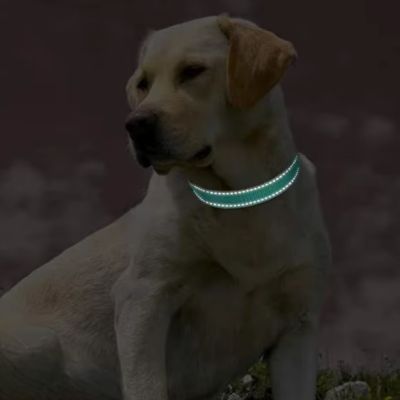 Collier Chien | Universel (20 - 70cm) - Joli Doggy