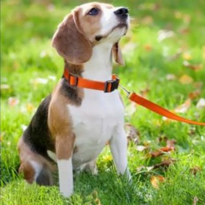 collier-chien-orange