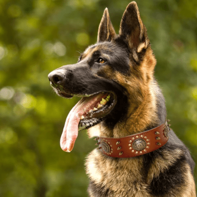 Collier Cuir Chien | Clouté (44 - 64cm) - Joli Doggy