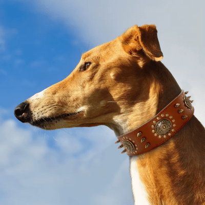 Collier Cuir Chien | Clouté (44 - 64cm) - Joli Doggy