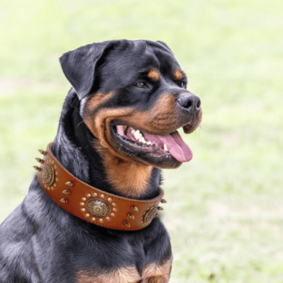 Collier Cuir Chien | Clouté (44 - 64cm) - Joli Doggy