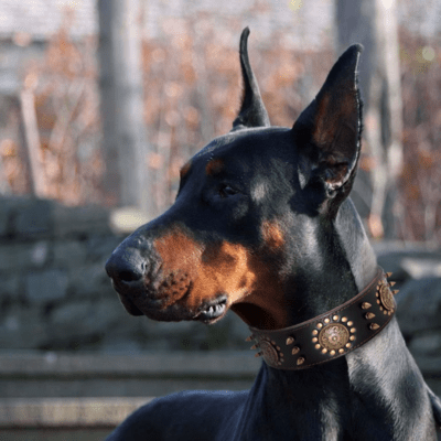Collier Cuir Chien | Clouté (44 - 64cm) - Joli Doggy