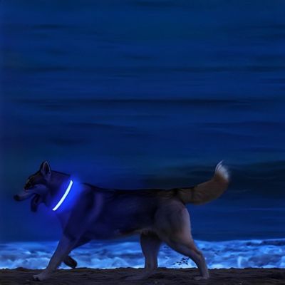 Collier Lumineux Chien | Batterie (28 - 56cm) - Joli Doggy