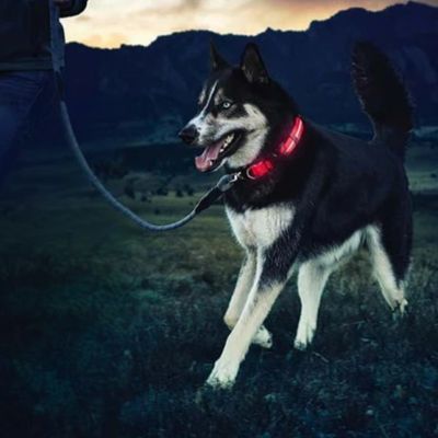 Collier Lumineux Chien | Batterie (28 - 56cm) - Joli Doggy