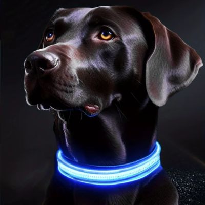 Collier Lumineux Chien | Batterie (28 - 56cm) - Joli Doggy