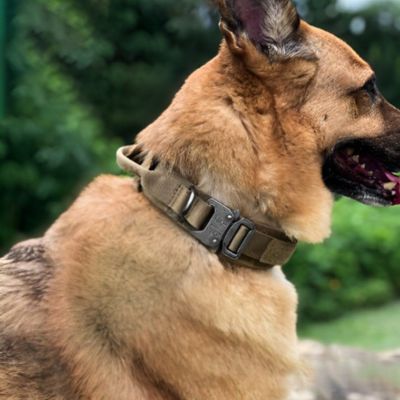 Collier pour Chien | Poignée (38 - 63cm) - Joli Doggy