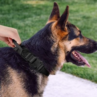 Collier pour Chien | Poignée (38 - 63cm) - Joli Doggy