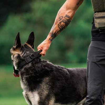 Collier pour Chien | Poignée (38 - 63cm) - Joli Doggy