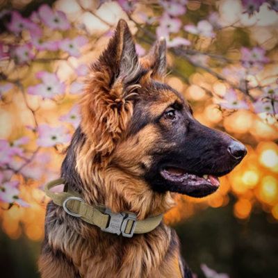 Collier pour Chien | Poignée (38 - 63cm) - Joli Doggy