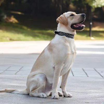 Collier pour Chien | Rivet (21 - 57cm) - Joli Doggy