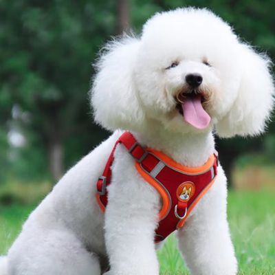 Harnais Anti Traction Chien | Petit Chien (38 - 62cm) - Joli Doggy