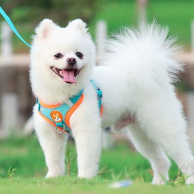 Harnais Anti Traction Chien | Petit Chien (38 - 62cm) - Joli Doggy