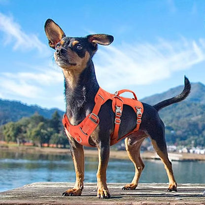 Harnais Chien Anti Traction - Attache Double (30 - 81cm) - Joli Doggy