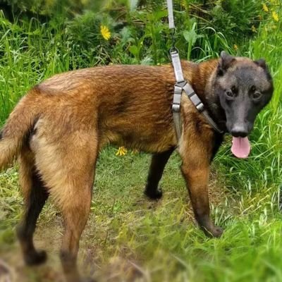 Harnais Chien en Y | (42 - 87cm) - Joli Doggy
