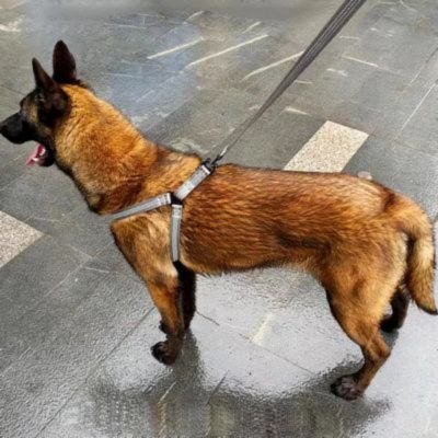 Harnais Chien en Y | (42 - 87cm) - Joli Doggy