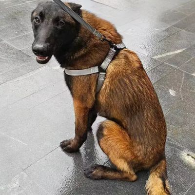 Harnais Chien en Y | (42 - 87cm) - Joli Doggy