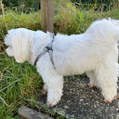 Harnais Chien en Y | (42 - 87cm) - Joli Doggy