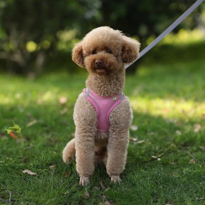 Harnais Chien | Laisse Incluse (28 - 62cm) - Joli Doggy