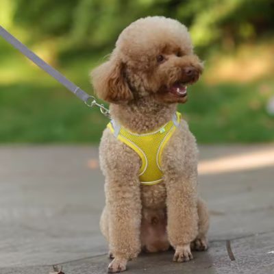 Harnais Chien | Laisse Incluse (28 - 62cm) - Joli Doggy