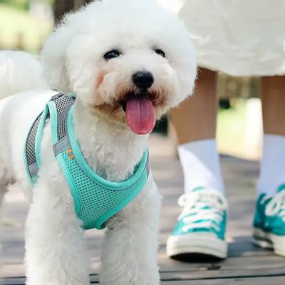 Harnais Chien | Laisse Incluse (28 - 62cm) - Joli Doggy