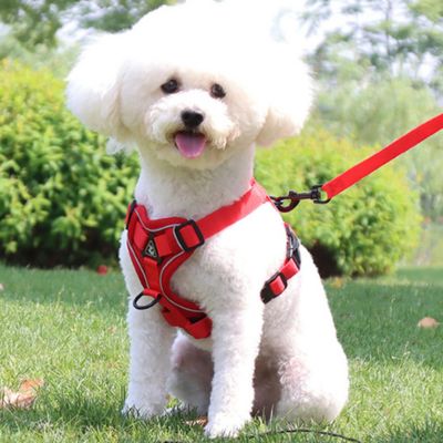Harnais Petit Chien | Laisse Incluse (30 - 52cm) - Joli Doggy