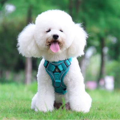 Harnais Petit Chien | Laisse Incluse (30 - 52cm) - Joli Doggy