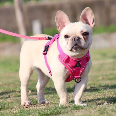 Harnais Petit Chien | Laisse Incluse (30 - 52cm) - Joli Doggy