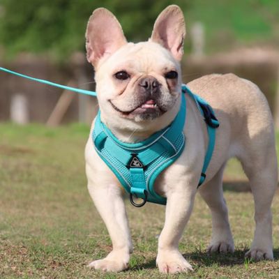 Harnais Petit Chien | Laisse Incluse (30 - 52cm) - Joli Doggy