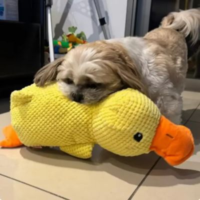 Jouet pour chien│DoctorDuck™ - Joli Doggy