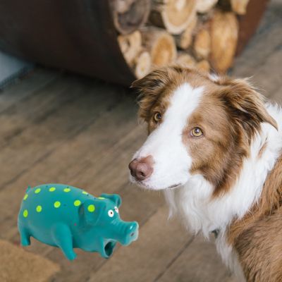 Jouets pour Chien | Squeaky Pig™ - Joli Doggy