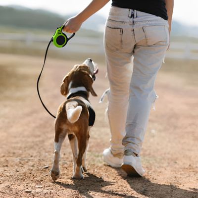 Laisse à Enrouleur pour Chien - Joli Doggy