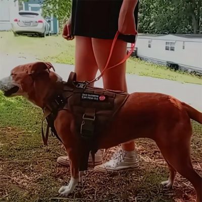 Laisse Chien Courte | Imperméable - Joli Doggy